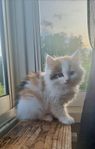kattunge leveransklar