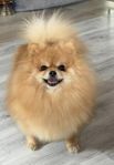 Pomeranian tik SKK