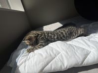 Bengal / Brittisk korthår kattungar
