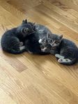 Kattungar