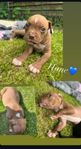 Amstaff/bully valp