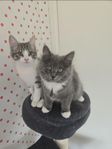 Sociala och gosiga kattungar