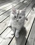 leveransklar tjej maine coon / chinchilla perser 