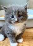 Renrasiga Norsk Skogkatt med Stamtavla