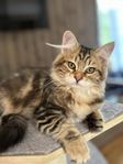 Sibiriska kattungar med stamtavlor