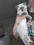 Kattunge Ragdoll 