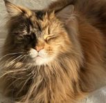 Maine Coon tjej söker nytt hem!