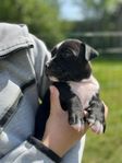 Amstaff/bully