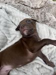 amstaff/bully