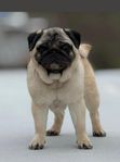 Mops Tik SKK