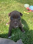 amstaff/bully