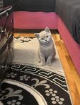 kattunge 