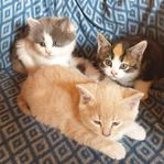 3 st jättesöta kattungar 