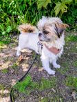Blandras valp/hund 