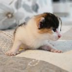 Kattunge Brittisk långhårig