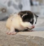 Kattunge Brittisk Långhårig