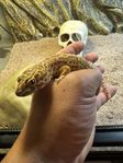 Leopardgeckos