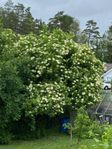 Fläderblommor