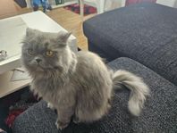 katt