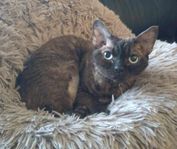 Kit (Devon Rex) söker kompis