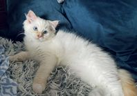 Leveransklar Ragdoll kattunge med stamtavla 