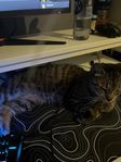 Katt hona