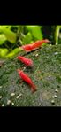 Neocaridina räkor, Fire red OE