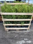 Thuja Brabant 60-80 cm