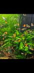 Guppy Koi Tuxedo