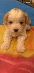 Cavapoo 