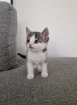 Kattunge