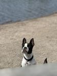 Bostonterrier