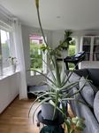 Enorm Aloe Vera som blommar