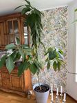 Avocadoträd 240cm högt