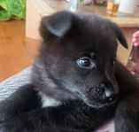Blandras valpar Rysk Europeisk Laika/ Gråhund