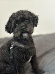 Cavapoo (4,5 år)