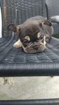 Unika fransk bulldog 