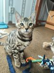 Bengal kattungar med stamtavla