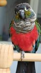 Rödbröstad conure
