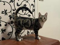 kattungar 19 veckor - bengal/norsk skogskatt