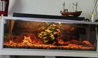 Akvarium 
