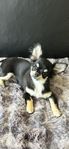 chihuahua långhårig hane med stamtavla.