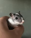 Busiga gerbilpojkar