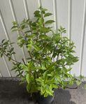 Syrenhortensia
