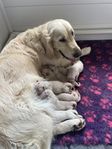 Golden Retrievervalpar