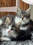 Kattungar