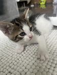 Kattungar