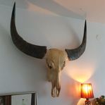 Asiatisk vattenbuffel