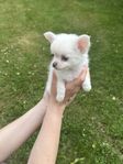 Chihuahua valpar med stamtavla skk