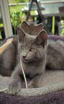 Kattungar blandras ragdoll la perm brittiskkorthår